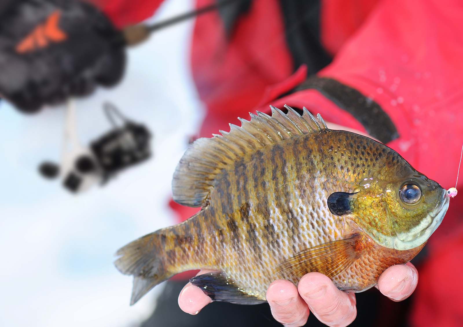 Why Should You Use a Spinning Reel for Ice Fishing? – KastKing