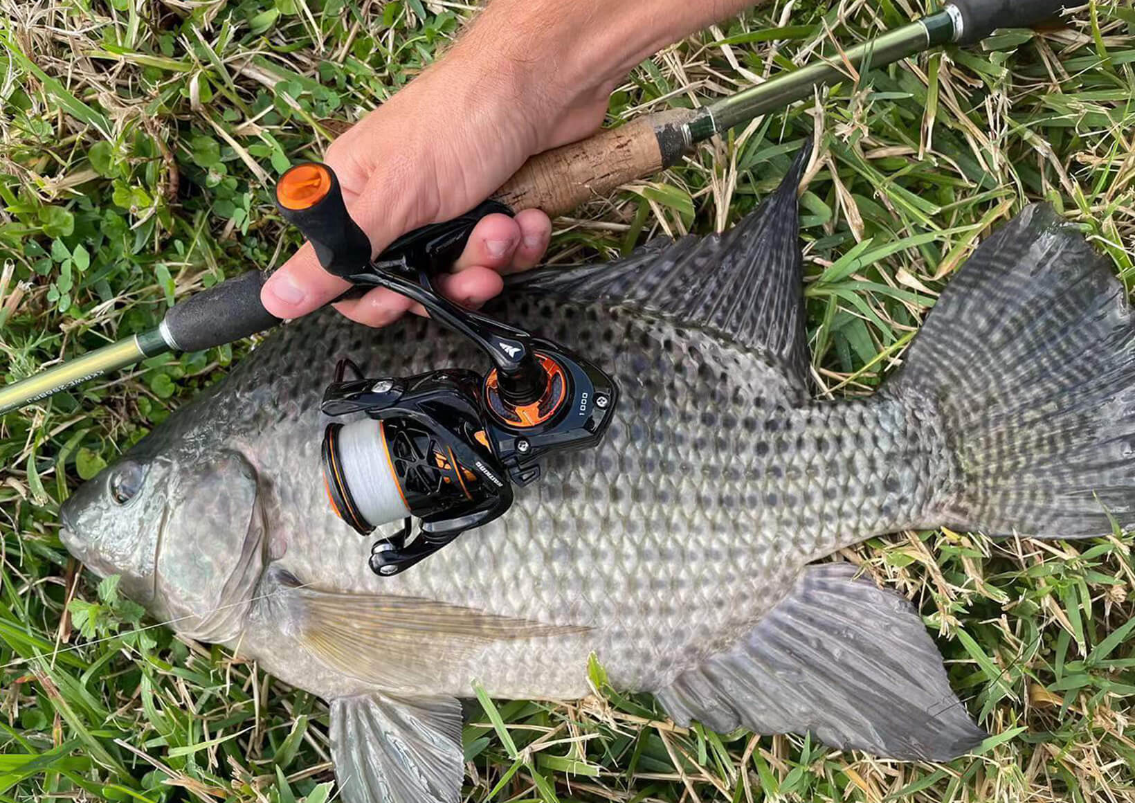 best spinning reel for sturgeon fishing Penn BTLIV6000 Battle IV Fish Fishing Type Top 5 Sturgeon Fishing Reels