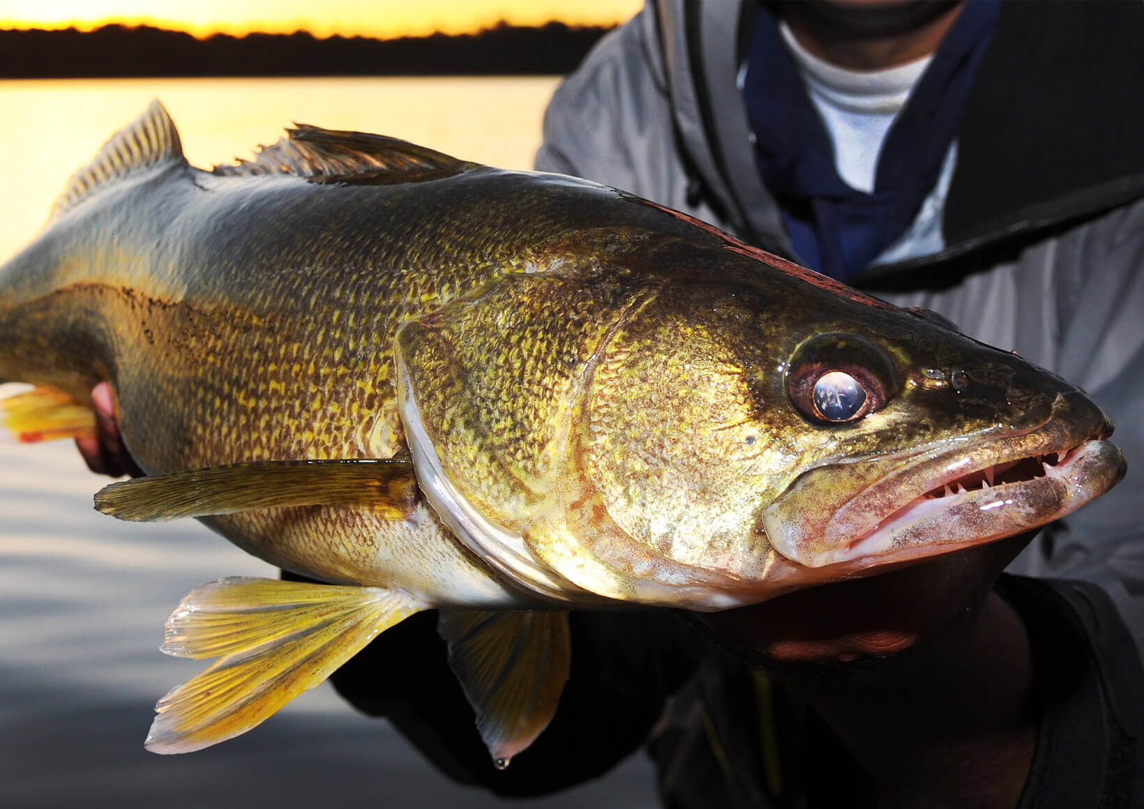 Blade Baits for Cold Water Walleye Fishing – KastKing