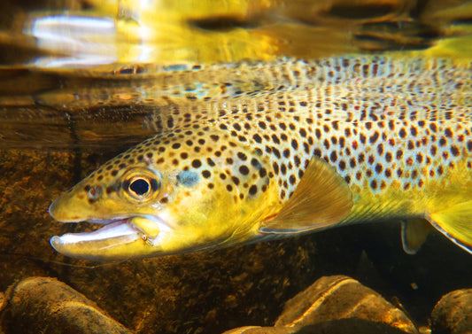 Fishing Trout