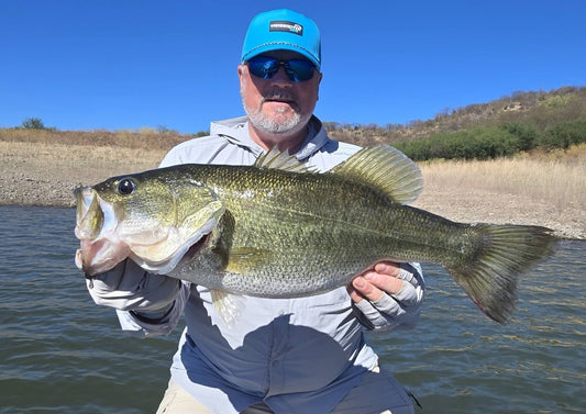 Giant bass caught using a drop shot rig