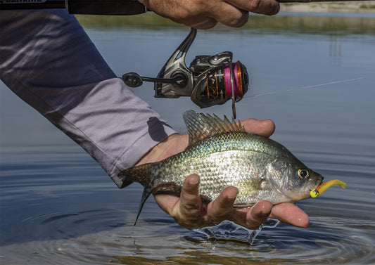SPRING BUYER'S GUIDE: BFS ( Bait Finesse System: Rods, Reels, Baits, Tackle  ) 