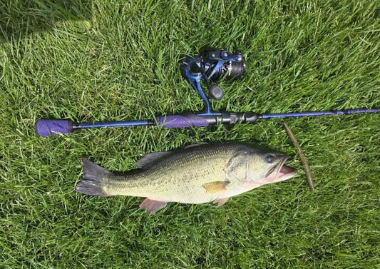 Angler demonstrating how to fish a wacky rig for bass with a weightless stick worm presentation around shallow cover