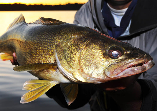 walleye fishing